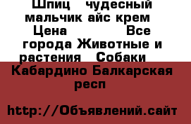 Шпиц - чудесный мальчик айс-крем › Цена ­ 20 000 - Все города Животные и растения » Собаки   . Кабардино-Балкарская респ.